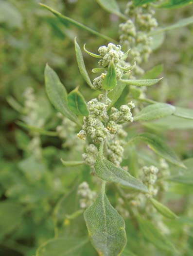 lebioda