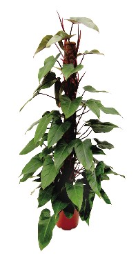 filodendron
