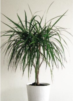 dracena
