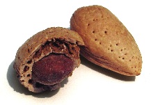 migdał