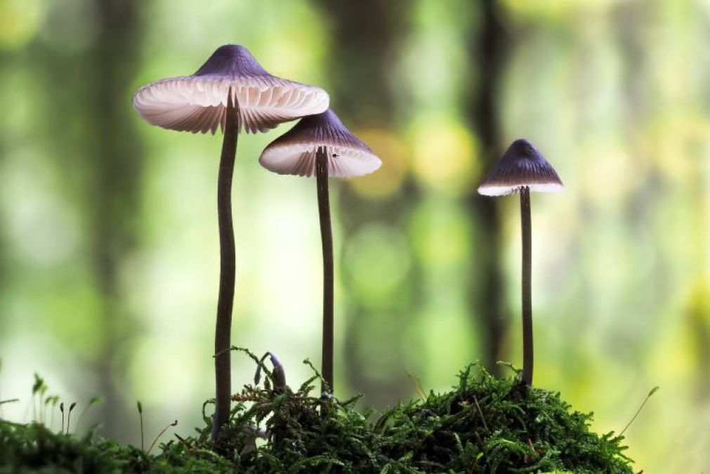 Grzyby to brama do świata iluzji. W astrologii są pod opieką Neptuna!