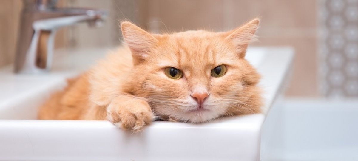 horoskop dla zwierząt