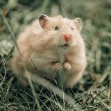 Czy jesteś chomikiem?