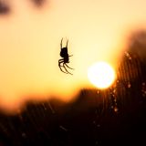 Co oznacza pająk we śnie? Manipulację i uwikłanie. Ale sen o pająku ma podwójną symbolikę