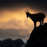 🐑 Lipiec 2026: miesiąc Owcy w Roku Ognistego Konia. Energia, która może zmienić Twoje życie lub… je skomplikować