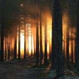 🌳 Sennik: las. Co oznacza sen o lesie? Poznaj ukryte znaczenie symboli