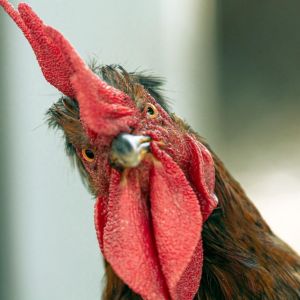 Kogut patrzący w obiektyw. Felieton Doroty Sumińskiej