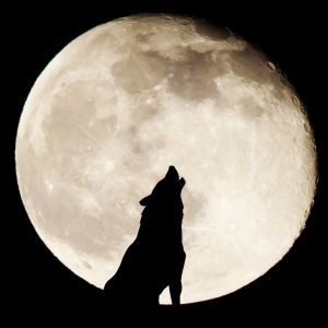 Pełnia Księżyca w styczniu 2026