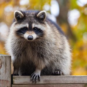 Szop pracz. Felieton Doroty Sumińskiej