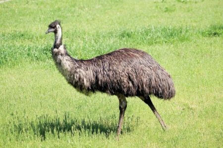 emu