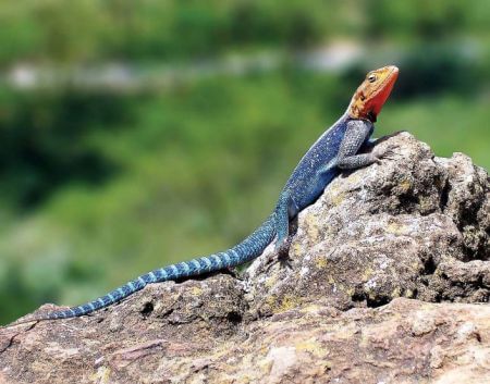 agama