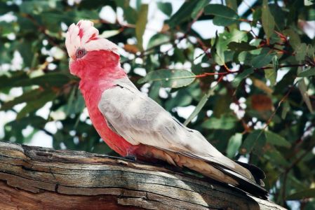 kakadu różowa
