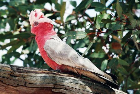 kakadu różowa