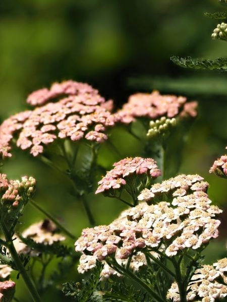 ziele krwawnika ajurveda