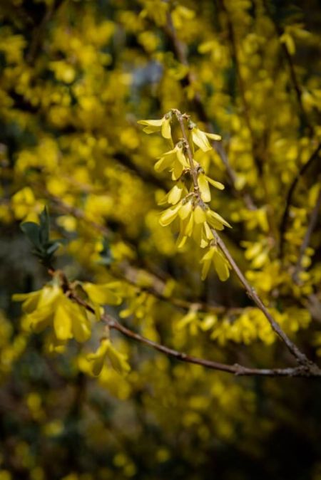 Rytuał z forsycji na obfitość