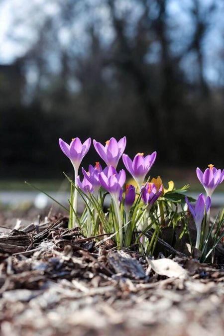 Rytuał z krokusa na wzmocnienie związku