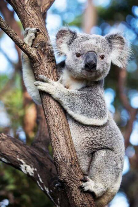 koala
