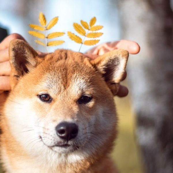 sukcesy i przestrogi dla zodiaku