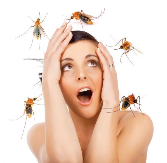 domowe sposoby, pszczoły, komary, meszki, insekty, osy, kleszcze