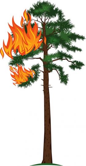 Drzewa ognia