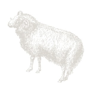 Zodiak w pigułce – Baran