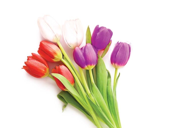 Magia kwiatów: tulipan