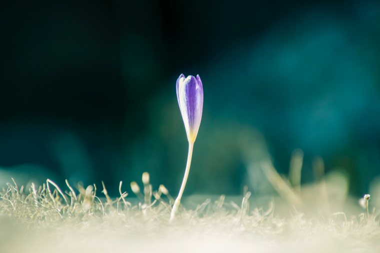 wiosenny horoskop, horoskop na wiosnę, horoskop na wiosnę 2022, horoskop