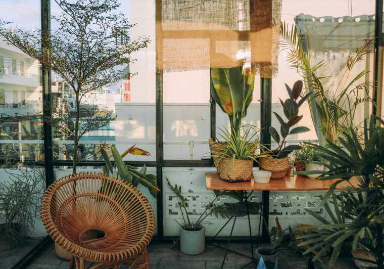 rośliny feng shui, feng shui rośliny w domu, feng shui kwiaty doniczkowe