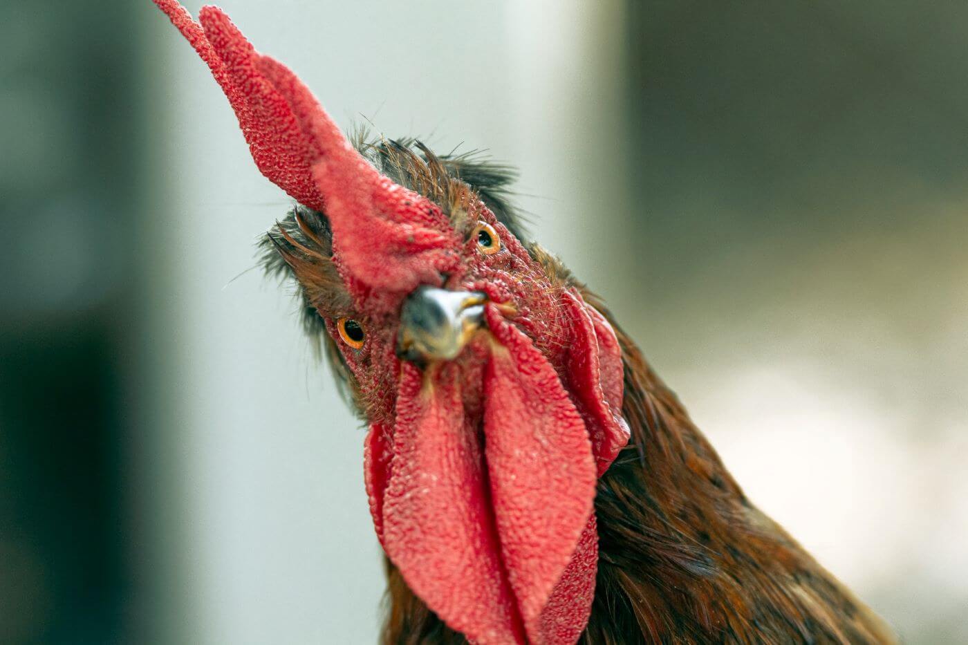 Kogut patrzący w obiektyw. Felieton Doroty Sumińskiej