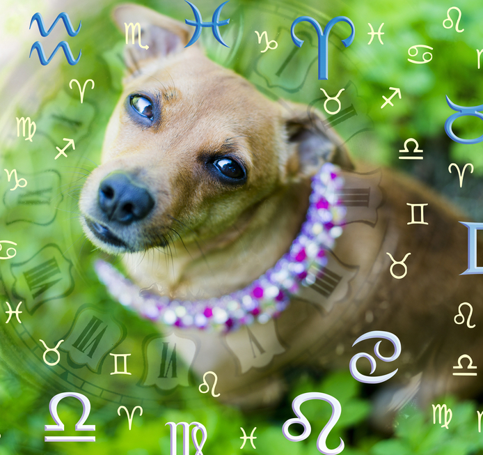 piesek, znaki zodiaku
